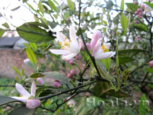 hoa_chanh_1 Hoa chanh nở giữa vườn chanh | hoala.vn