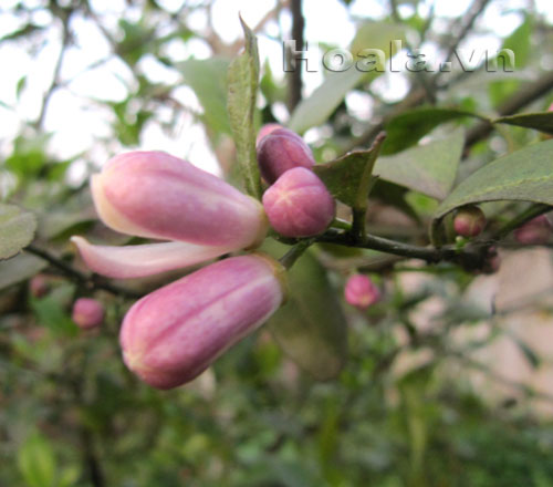 hoa_chanh_10 Hoa chanh nở giữa vườn chanh | hoala.vn