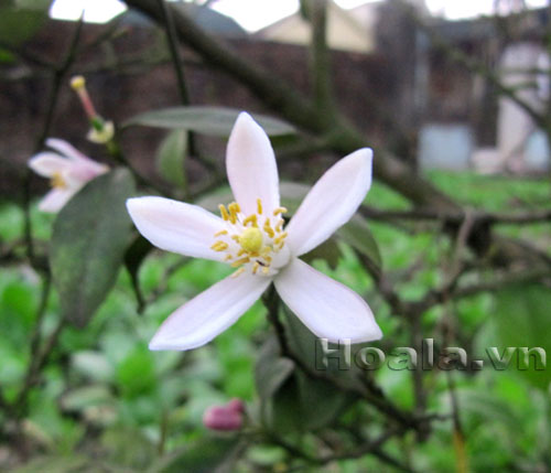 hoa_chanh_11 Hoa chanh nở giữa vườn chanh | hoala.vn