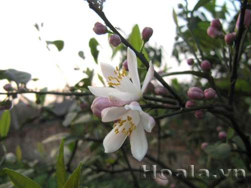 hoa_chanh_2 Hoa chanh nở giữa vườn chanh | hoala.vn