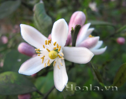 hoa_chanh_3 Hoa chanh nở giữa vườn chanh | hoala.vn