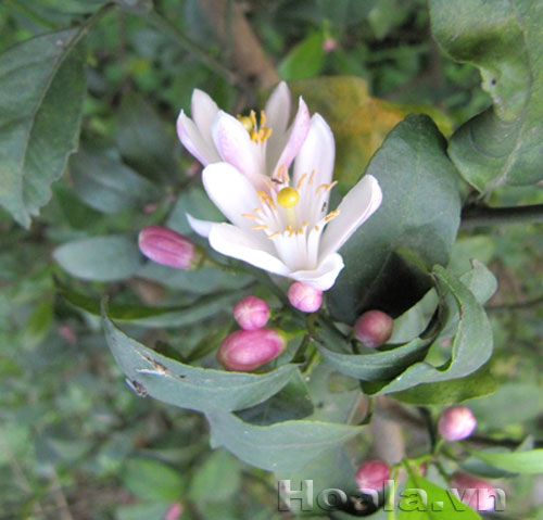 hoa_chanh_4 Hoa chanh nở giữa vườn chanh | hoala.vn