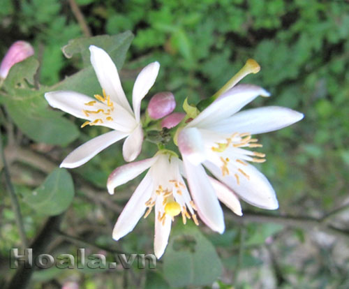 hoa_chanh_5 Hoa chanh nở giữa vườn chanh | hoala.vn