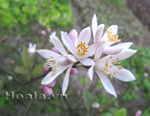 hoa_chanh_7 Hoa chanh nở giữa vườn chanh | hoala.vn