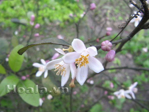 hoa_chanh_8 Hoa chanh nở giữa vườn chanh | hoala.vn