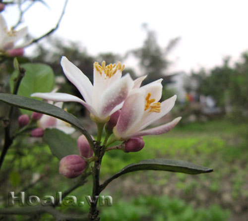 hoa_chanh_9 Hoa chanh nở giữa vườn chanh | hoala.vn