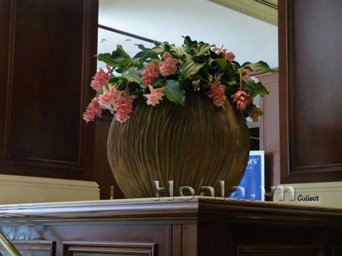 hoa_chuc_dai_2|hoala.vn
