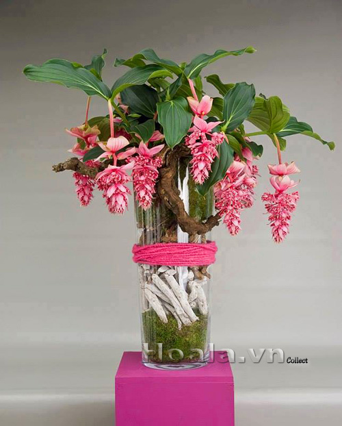 hoa_chuc_dai_3|hoala.vn