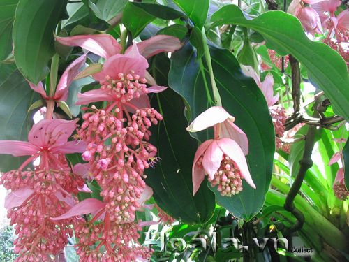 hoa_chuc_dai_7|hoala.vn