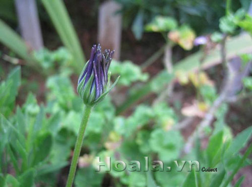 hoa_cuc_mar_12 | hoala.vn