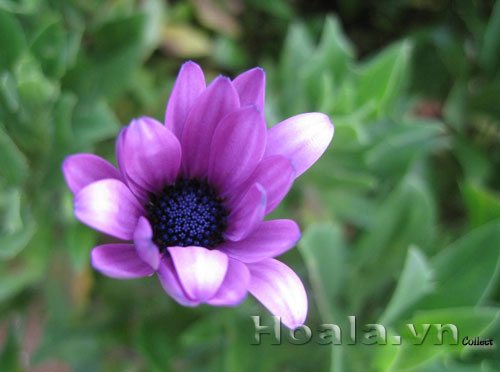 hoa_cuc_mar_4 | hoala.vn