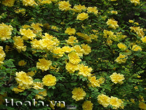 hoa_hong_gai_0 | hoala.vn