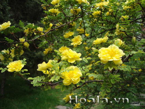 hoa_hong_gai_10 | hoala.vn