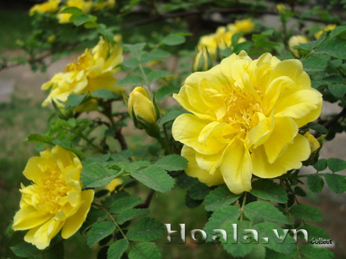 hoa_hong_gai_011 | hoala.vn