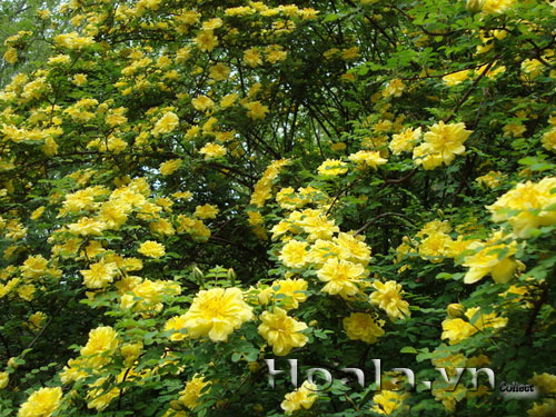 hoa_hong_gai_17| hoala.vn