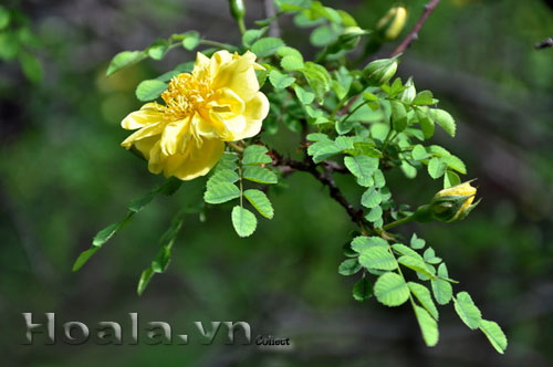hoa_hong_gai_4 | hoala.vn