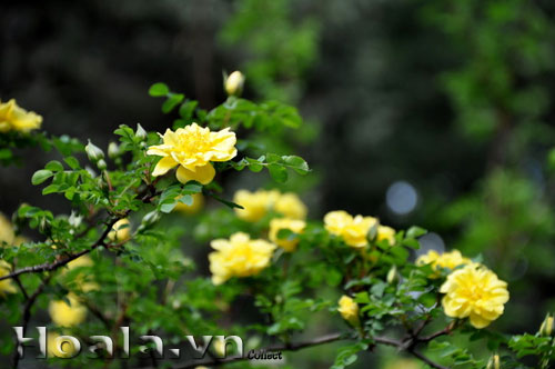 hoa_hong_gai_7 | hoala.vn
