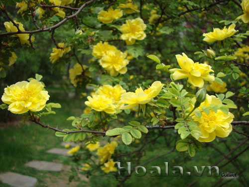 hoa_hong_gai_8 | hoala.vn