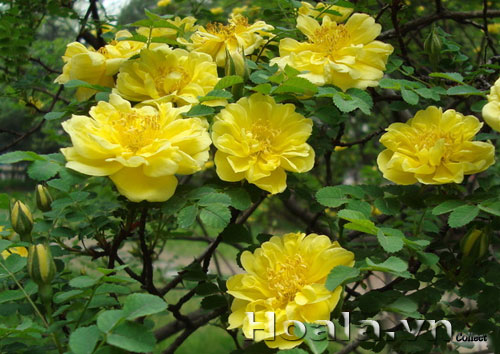 hoa_hong_gai_09 | hoala.vn