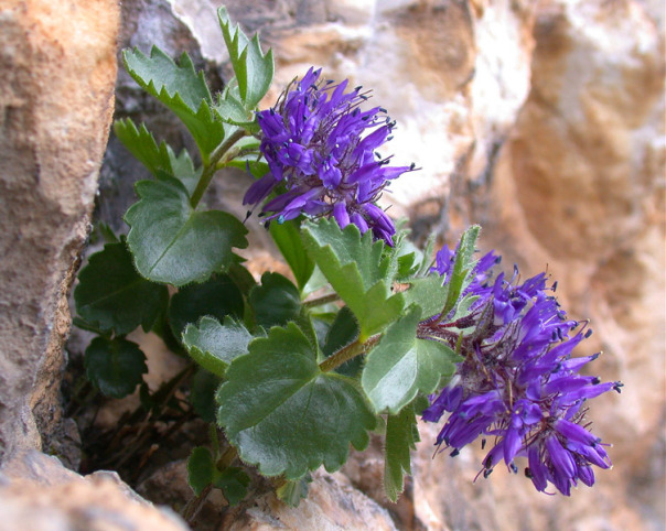 Những loài hoa lạ trên núi cao | hoala.vn