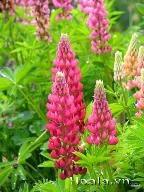 hoa_lu_pin_10 Hoa lupin những ngọn đuốc rực rỡ | hoala.vn