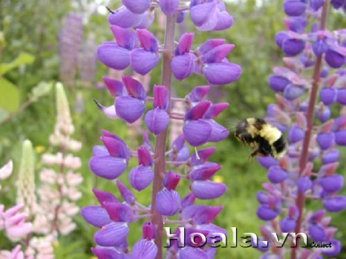 hoa_lu_pin_11 Hoa lupin những ngọn đuốc rực rỡ | hoala.vn