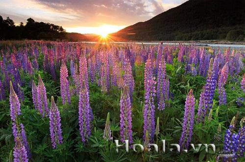 hoa_lu_pin_12 Hoa lupin những ngọn đuốc rực rỡ | hoala.vn