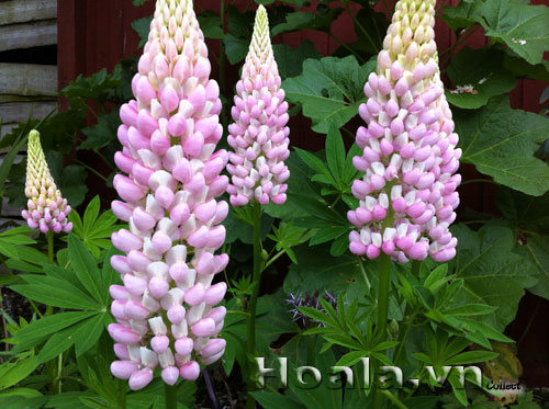 hoa_lu_pin_3 Hoa lupin những ngọn đuốc rực rỡ | hoala.vn