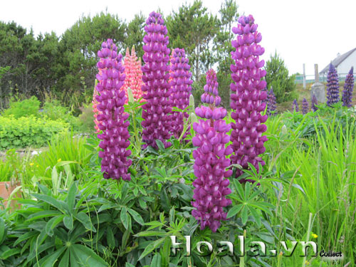 hoa_lu_pin_4 Hoa lupin những ngọn đuốc rực rỡ | hoala.vn