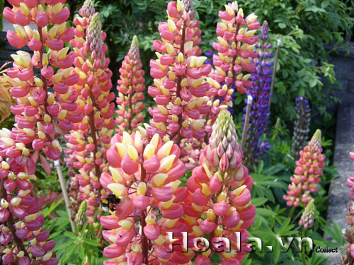 hoa_lu_pin_5 Hoa lupin những ngọn đuốc rực rỡ | hoala.vn