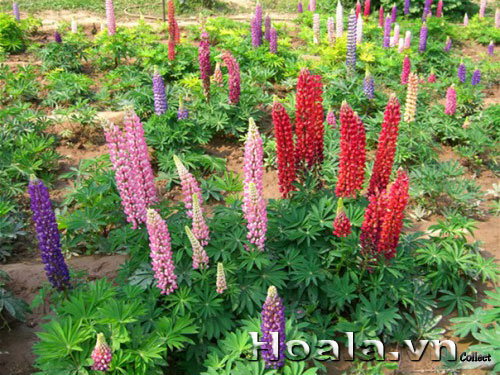 hoa_lu_pin_6 Hoa lupin những ngọn đuốc rực rỡ | hoala.vn