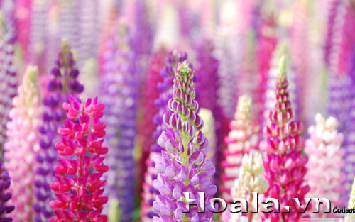 hoa_lu_pin_7 Hoa lupin những ngọn đuốc rực rỡ | hoala.vn