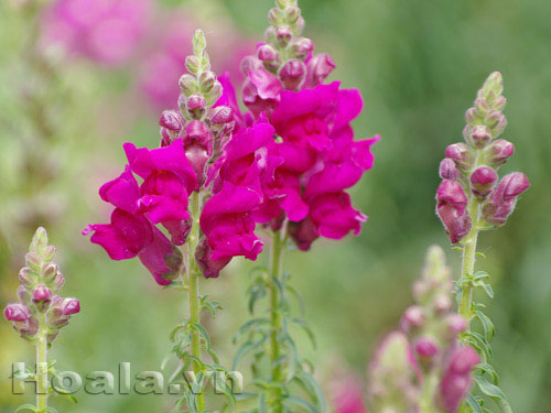 Hoa Tô liên ( mõm chó) xinh xinh | hoala.vn