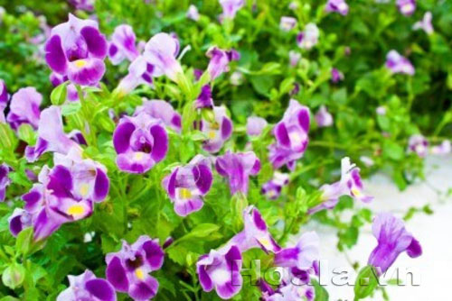 Hoa Tô liên ( mõm chó) xinh xinh | hoala.vn