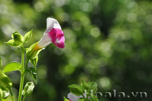 Hoa Tô liên ( mõm chó) xinh xinh | hoala.vn