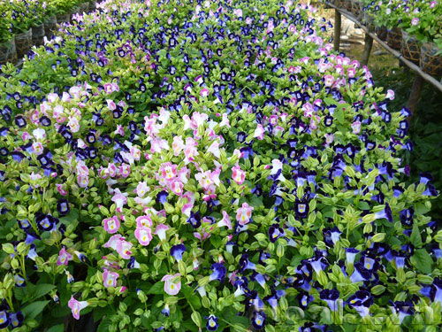 Hoa Tô liên ( mõm chó) xinh xinh | hoala.vn