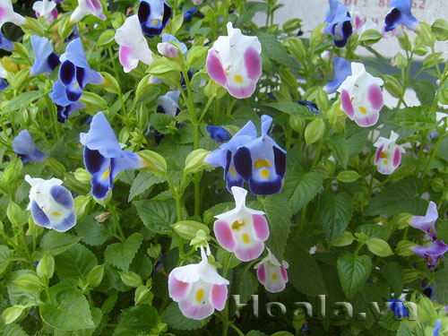 Hoa Tô liên ( mõm chó) xinh xinh | hoala.vn