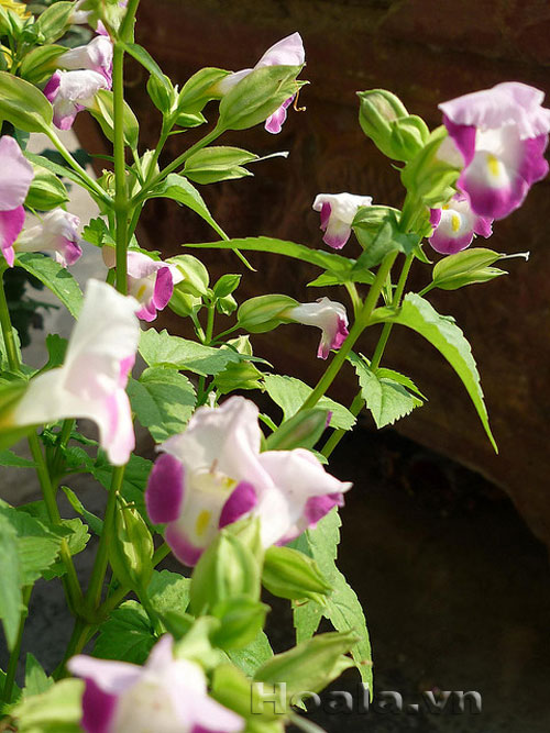 Hoa Tô liên ( mõm chó) xinh xinh | hoala.vn