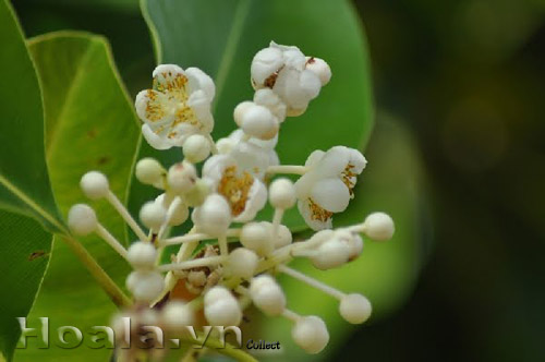 hoa_mu_u_1 | hoala.vn