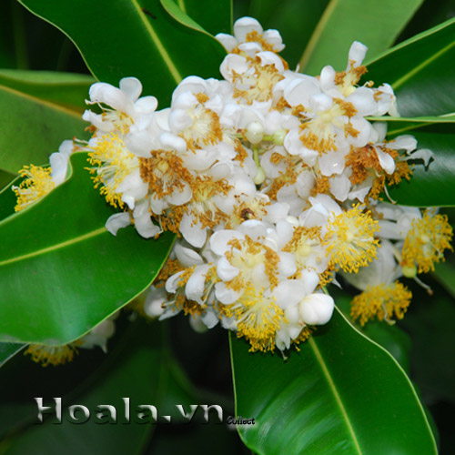 hoa_mu_u_12 | hoala.vn
