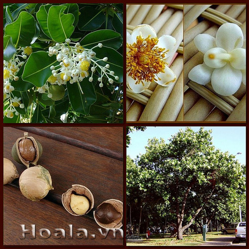 hoa_mu_u_15 | hoala.vn
