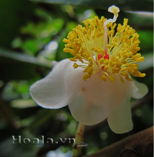 hoa_mu_u_4 | hoala.vn