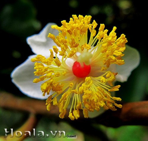hoa_mu_u_5 | hoala.vn