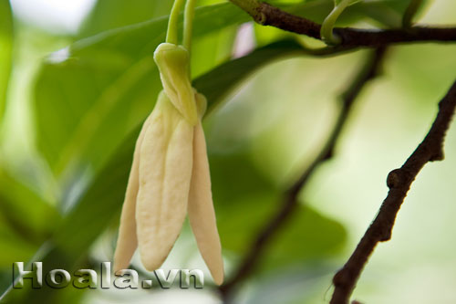 Hoa na mộc mạc vườn nhà | hoala.vn