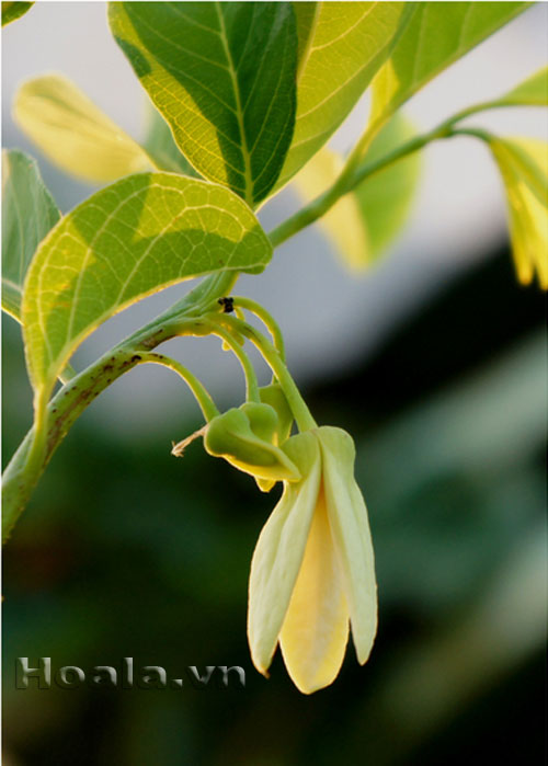 Hoa na mộc mạc vườn nhà | hoala.vn