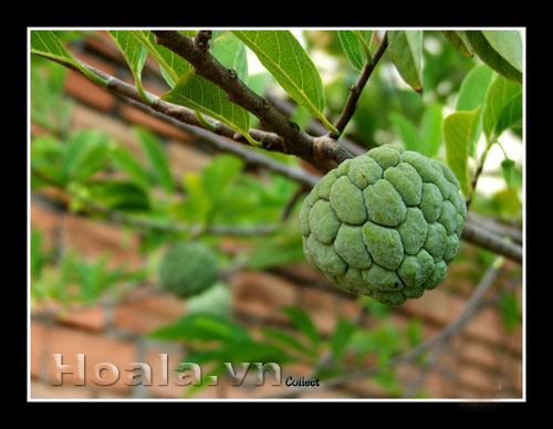 Hoa na mộc mạc vườn nhà | hoala.vn