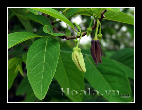 Hoa na mộc mạc vườn nhà | hoala.vn