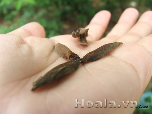 Hoa na mộc mạc vườn nhà | hoala.vn