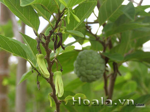 Hoa na mộc mạc vườn nhà | hoala.vn