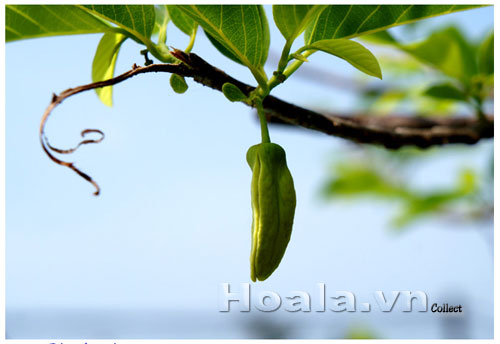 Hoa na mộc mạc vườn nhà | hoala.vn